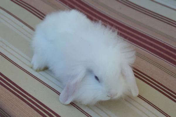 Conigliette fuzzy lop | Foto 4