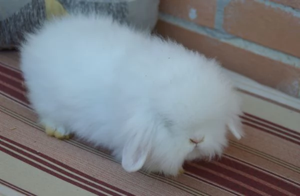 Conigliette fuzzy lop | Foto 3