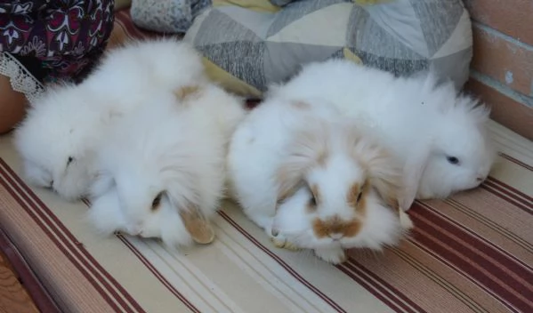 Conigliette fuzzy lop