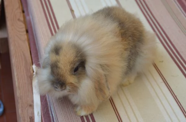 Conigli fuzzy lop | Foto 1