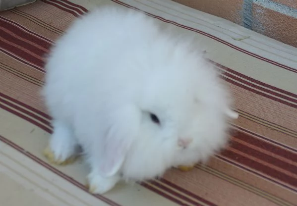 Conigli fuzzy lop | Foto 0