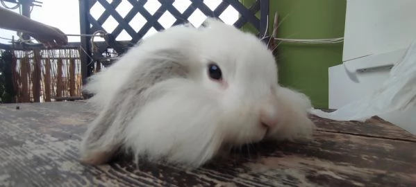 Coniglio Fuzzy Lop