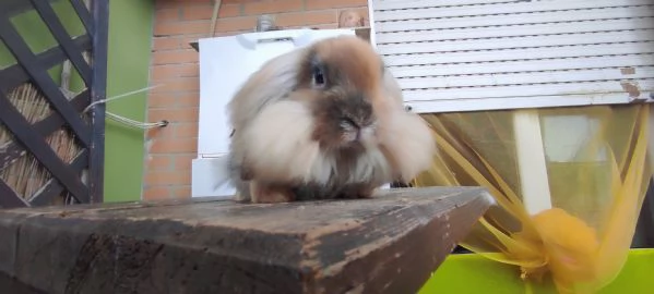 Coniglio Fuzzy Lop | Foto 0