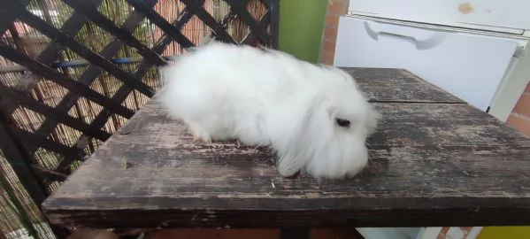 Coniglio Fuzzy Lop | Foto 3