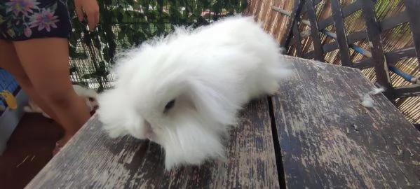 Coniglio Fuzzy Lop | Foto 2