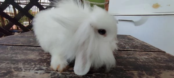 Coniglio Fuzzy Lop | Foto 4