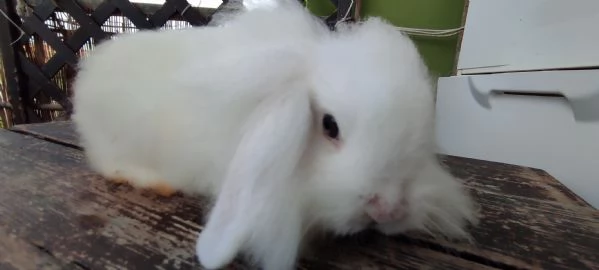 Coniglio Fuzzy Lop | Foto 0