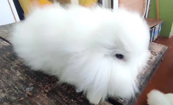 Coniglio Fuzzy Lop | Foto 1