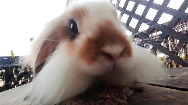 Coniglio Fuzzy Lop