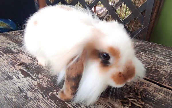 Coniglio Fuzzy Lop | Foto 0