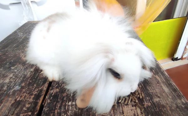 Coniglio Fuzzy Lop | Foto 4