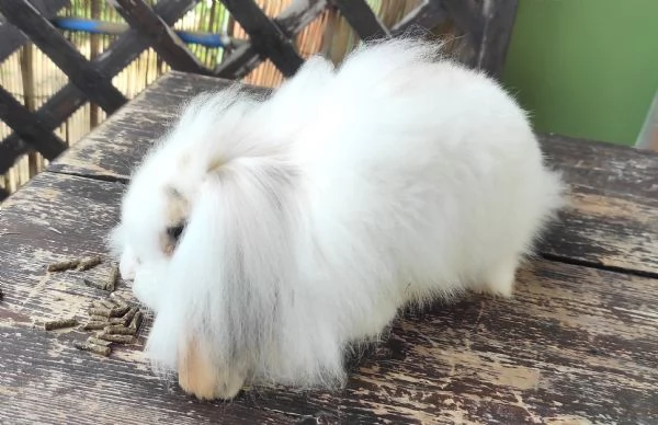 Coniglio Fuzzy Lop | Foto 3