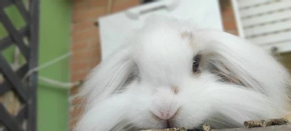 Coniglio Fuzzy Lop | Foto 2