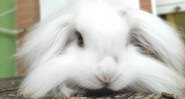 Coniglio Fuzzy Lop