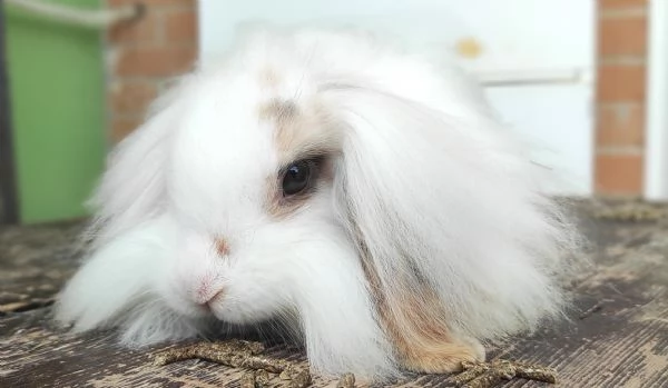 Coniglio Fuzzy Lop | Foto 0