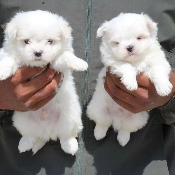 cuccioli di maltese mini toy