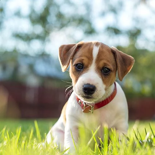 cuccioli di jack russell maschile e femmina testati del dna