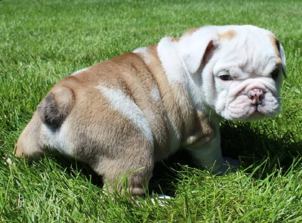 bulldog inglese maschio e femmina bello sano e grosso pronto