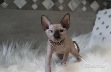 sphynx canadian con pedigree