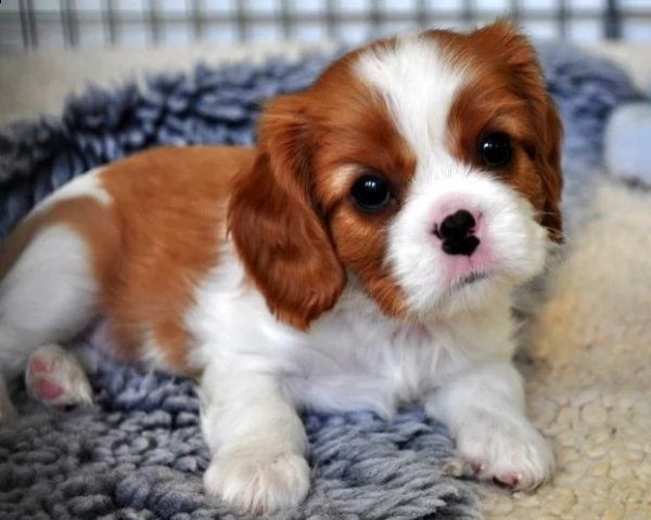 troppo carini i cuccioli di cavalier king charles spaniel