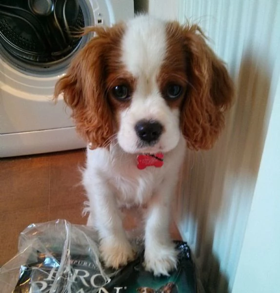 troppo carini i cuccioli di cavalier king charles spaniel | Foto 0