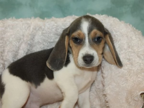 bellissimi beagle maschi e femmine puri che cercano casa per sempre