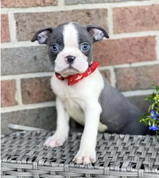 incredibili cuccioli di bull terrier maschi e femmine di 13 settimane