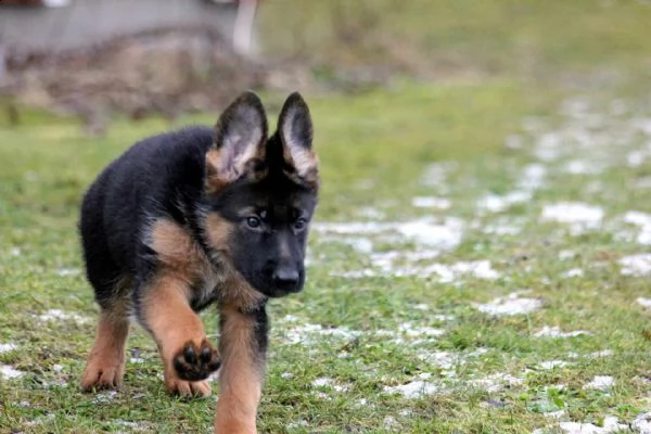 cuccioli di pastore tedesco maschio e femmina in miniatura in cerca di una nuova casa.