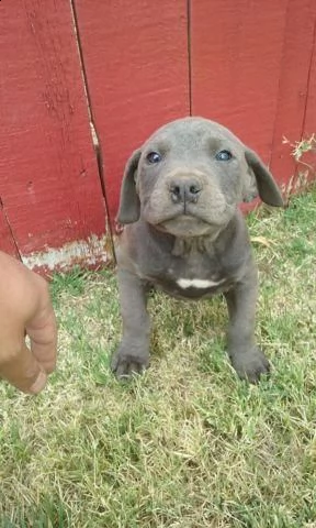 affascinante pitbull bluenose maschio e femmina