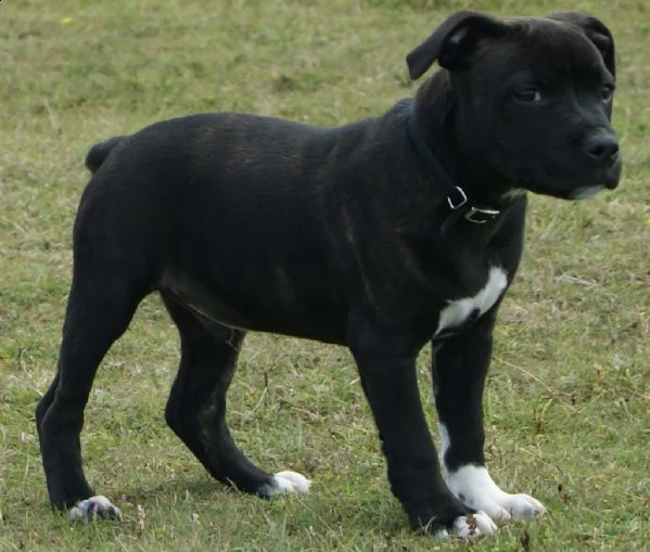 cuccioli di staffordshire bull terrier | Foto 1