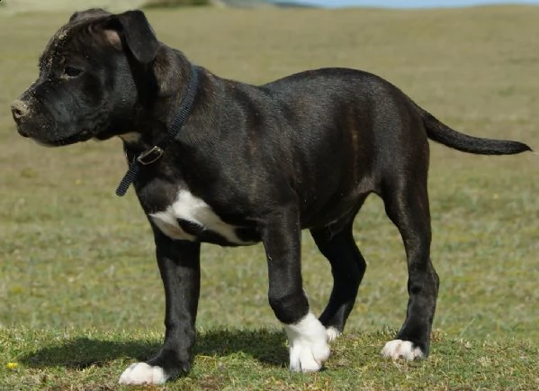 cuccioli di staffordshire bull terrier