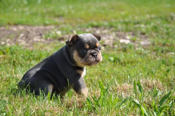 cuccioli di bouledogue francese con pedigree enci | Foto 5