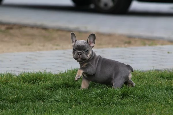 cuccioli di bouledogue francese con pedigree enci | Foto 4