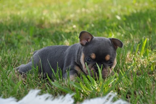 cuccioli di bouledogue francese con pedigree enci | Foto 3