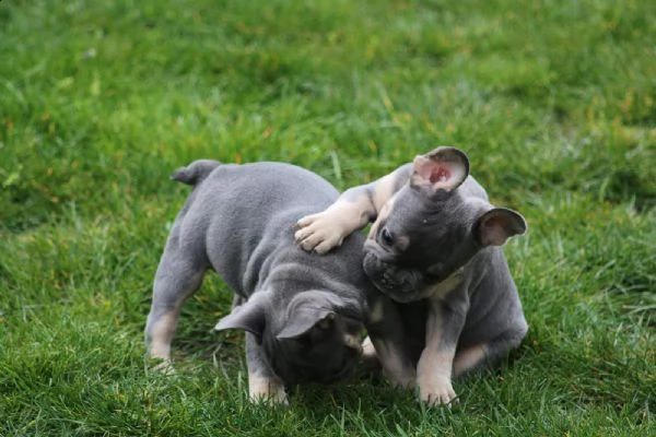 cuccioli di bouledogue francese con pedigree enci | Foto 2