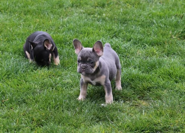 cuccioli di bouledogue francese con pedigree enci | Foto 1