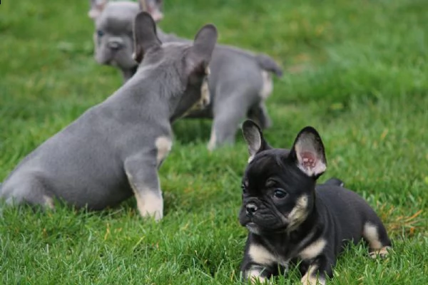 cuccioli di bouledogue francese con pedigree enci