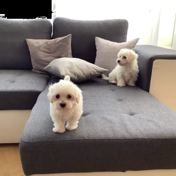 maltese cuccioli 3 maschi e 1 femmine | Foto 0