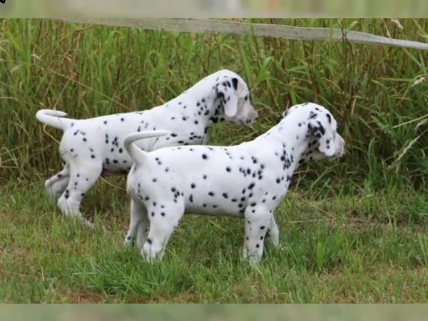 cuccioli di dalmata addestrati a casa | Foto 0