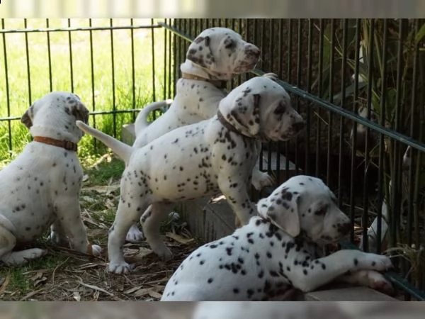 cuccioli di dalmata addestrati a casa