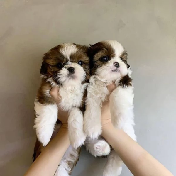 cuccioli shih tzu in adozione