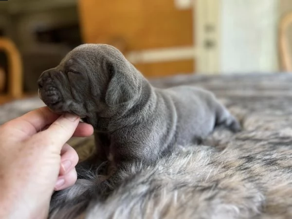 cane corso | Foto 1