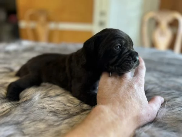 cane corso | Foto 0