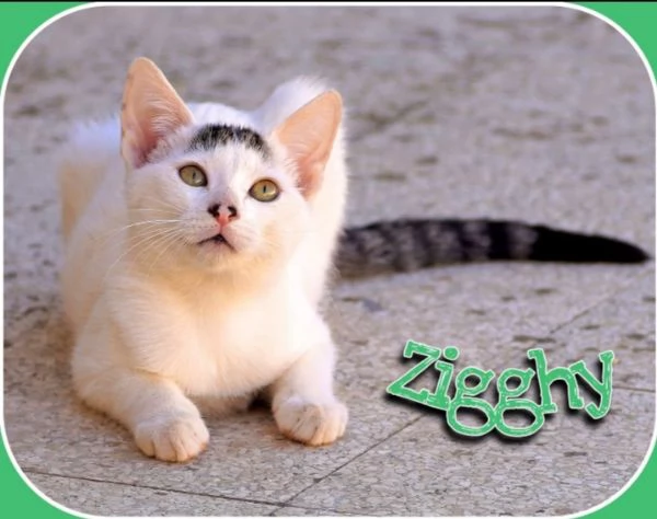 Ziggy, due occhi che chiedono amore  | Foto 0