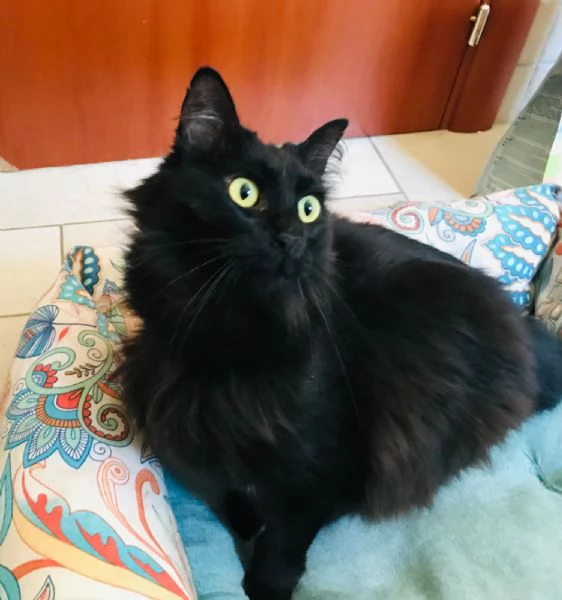 Morgana, 2 anni, due stelle negli occhi