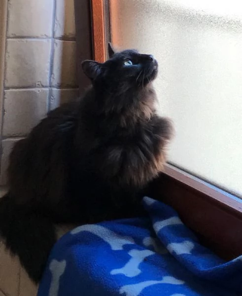 Morgana, 2 anni, due stelle negli occhi | Foto 6