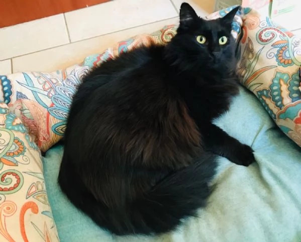 Morgana, 2 anni, due stelle negli occhi | Foto 1