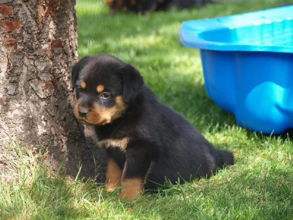 vendo cucciolo di rottweiler addestrato a casa | Foto 1