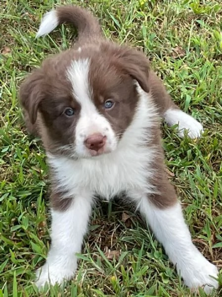 incredibile colore affascinante maschio e femmina collie pronti per la loro nuova casa