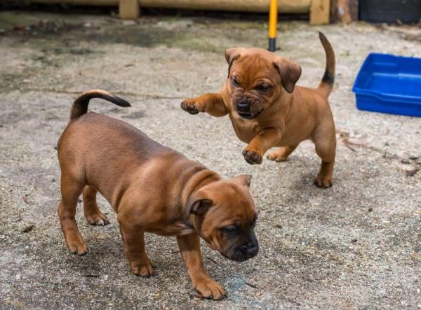 affascinanti cuccioli di geogouse pedigree brillant kc reg maschi e femmine di staffordshire in cerc